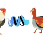 Comparación entre el pavo y el pollo: beneficios nutricionales