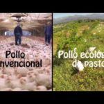 Comparación entre el pollo ecológico y el convencional: ¿cuál elegir?