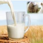 Comparación entre la leche de cabra y la de oveja: beneficios