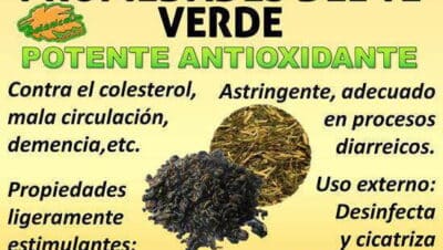 diferencias entre el te verde y el te de hierbas beneficios