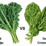 Propiedades de la Berza Vs. Acelgas: comparación nutricional