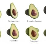 Properties of Hass Avocado Vs. Fuerte Avocado: Comparative